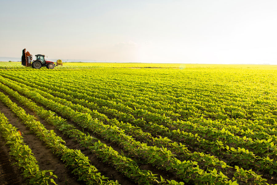 Standing Partnership helps businesses protect their brand and accelerate growth in food and agriculture, which can also help farms and food producers, like the farmer pictured driving a tractor through rows of growing crops.